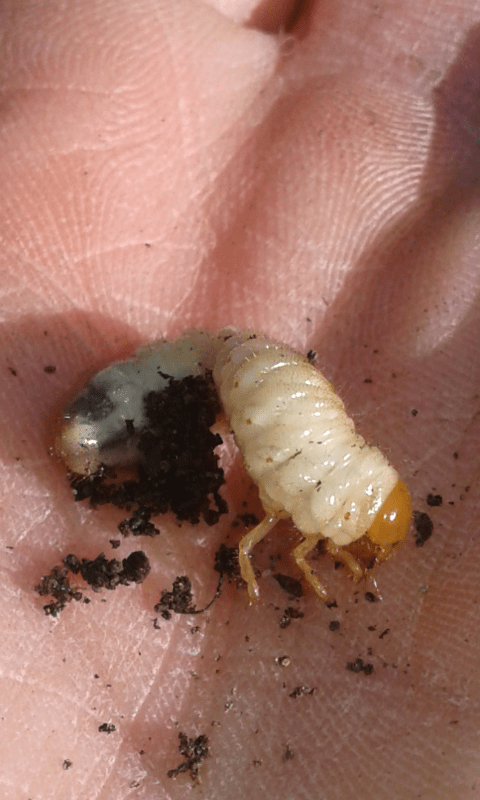 Larve di Melolonthidae?